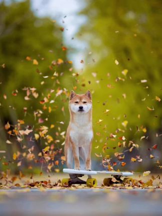 飘零宠物摄影-全国拍摄：给“犟种”柴犬拍照，居然是这种效果……#萌宠 #宠物 #柴犬 #宠物摄影 #狗狗