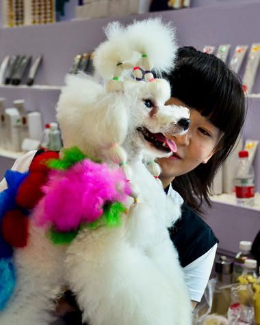 宠物展上的宠物