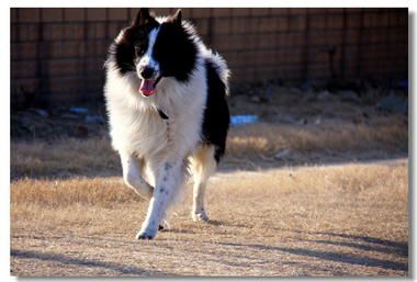 宠物犬~~~~