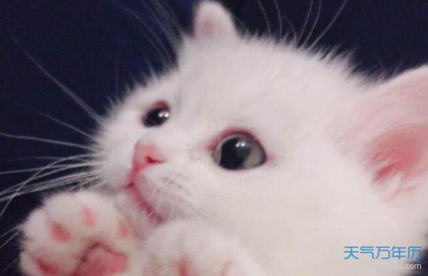 2021宠物个性名字 2021比较有创意的宠物名字