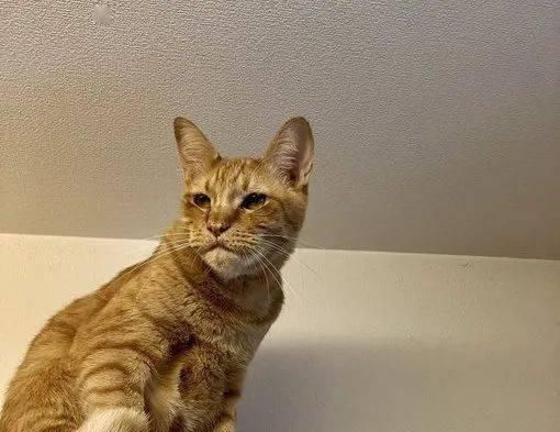 猫咪突然躲床底下，你需要知道的10件事（宠物行为学专家教你如何解决猫咪躲床底下的问题）