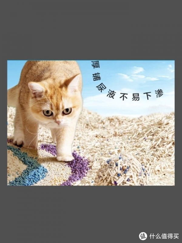 养猫新手必看！猫咪日常护理秘籍大公开