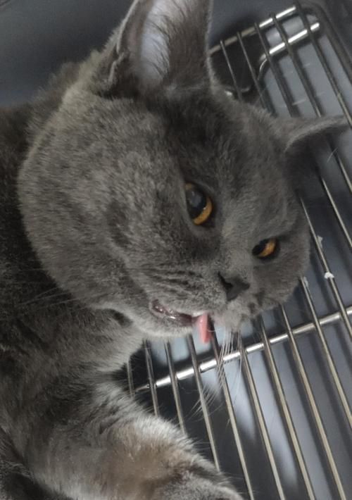 宠物猫脸部破皮怎么办（应急措施及日常护理技巧）