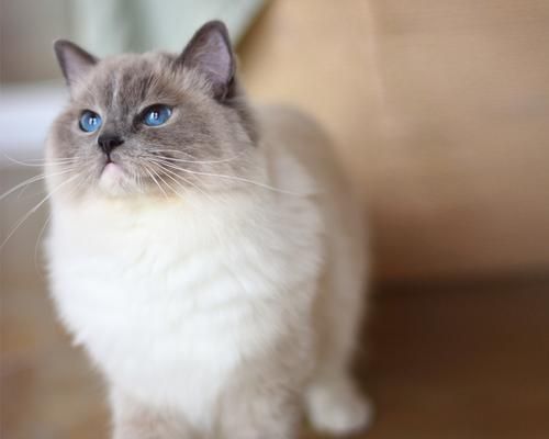 短毛猫与布偶猫的区别（探究宠物猫的特征与养护之道）