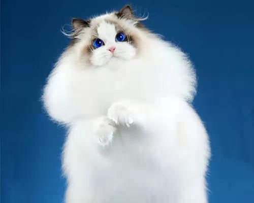 短毛猫与布偶猫的区别（探究宠物猫的特征与养护之道）