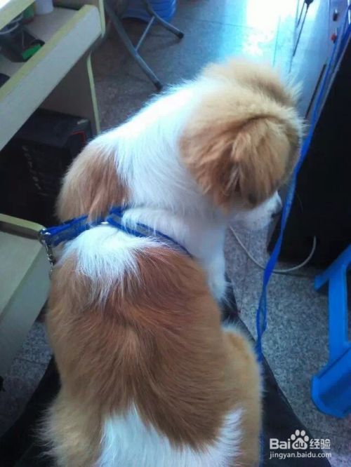 照顾小狗小猫的基本常识