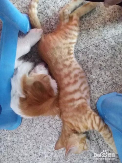 照顾小狗小猫的基本常识