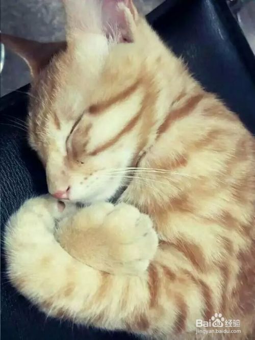 照顾小狗小猫的基本常识