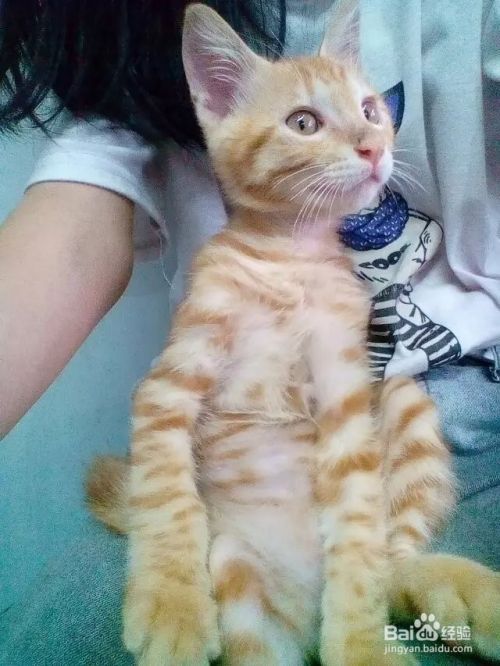 照顾小狗小猫的基本常识