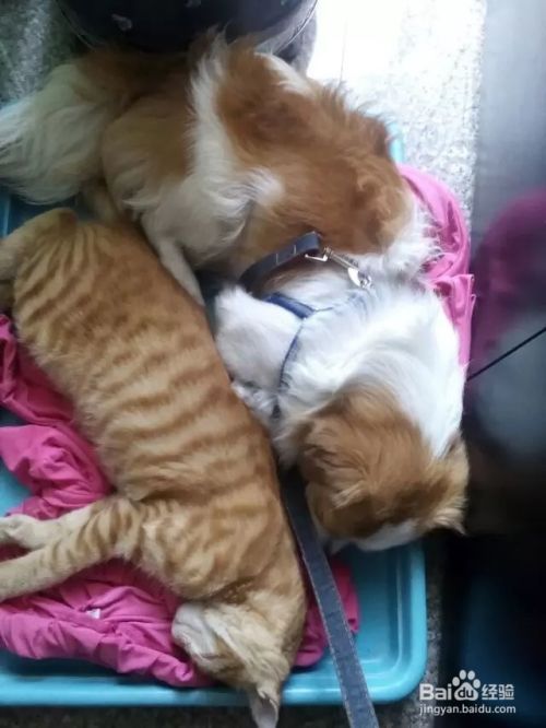 照顾小狗小猫的基本常识