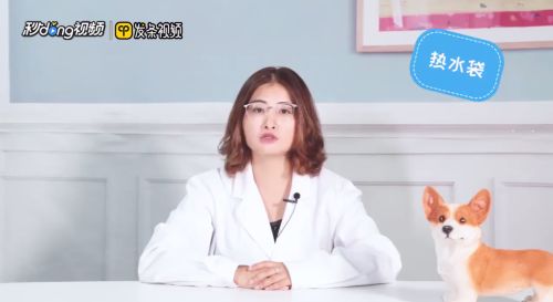 怎么饲养小鸟