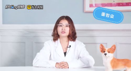 怎么饲养小鸟