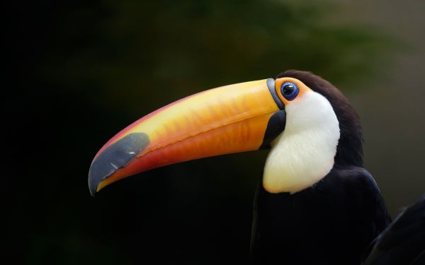 Tucán Ramphastos