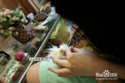 宠物兔（荷兰猪）指甲修剪方法