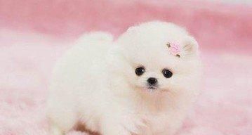 如何科学饲养产后的博美犬（从妊娠到哺乳，关爱博美的每一个生命阶段）
