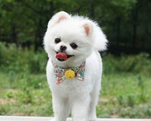 如何科学饲养产后的博美犬（从妊娠到哺乳，关爱博美的每一个生命阶段）