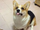 狗狗怀孕后多长时间能生