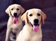母犬哺乳期如何护理