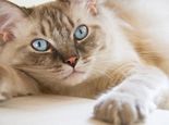 如何改善猫猫怀孕期间的饮食