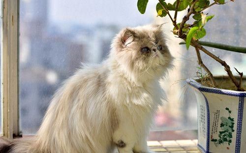 成猫拉软便，成猫软便是什么样子，成猫软便多久好