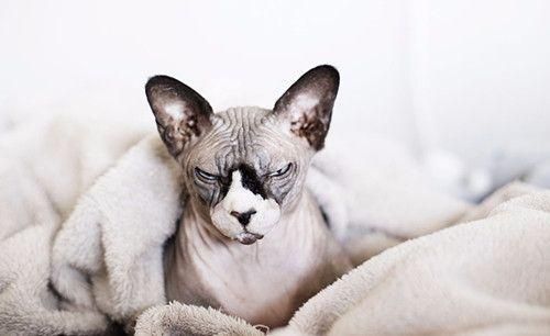 成猫拉软便，成猫软便是什么样子，成猫软便多久好