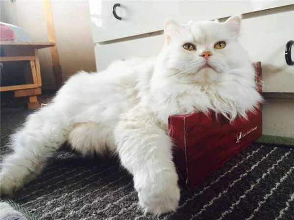 猫咪体重对照表，看看你家猫是“瘦”了还是“胖”了？