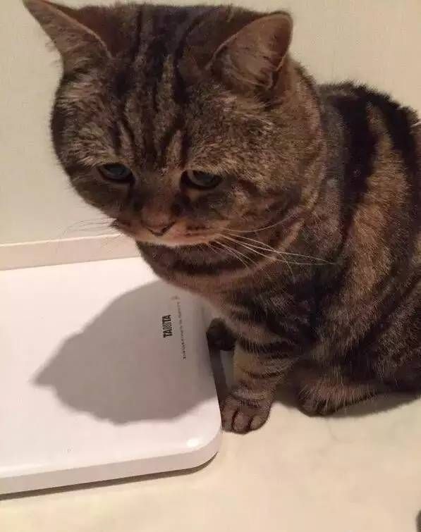猫咪体重对照表，看看你家猫是“瘦”了还是“胖”了？