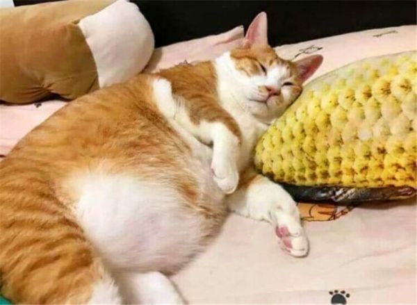 猫咪体重对照表，看看你家猫是“瘦”了还是“胖”了？