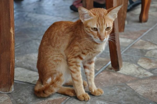 猫咪体重对照表，看看你家猫是“瘦”了还是“胖”了？