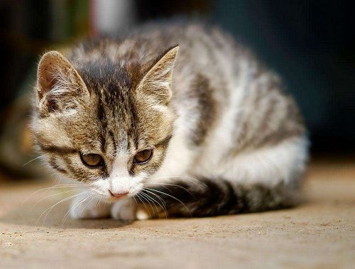 猫咪体重对照表，看看你家猫是“瘦”了还是“胖”了？