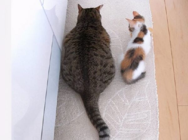 猫咪体重对照表，看看你家猫是“瘦”了还是“胖”了？