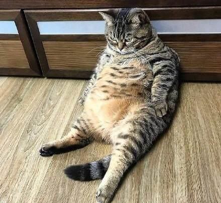 猫咪体重对照表，看看你家猫是“瘦”了还是“胖”了？