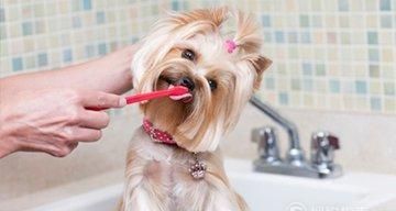 狗狗上火怎么办?(15种食物让狗狗清火)