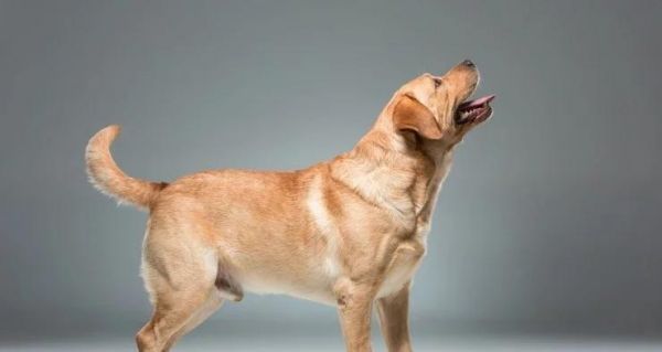 养宠物拉布拉多必备（让爱犬健康长寿的秘诀，体验快乐的运动生活）