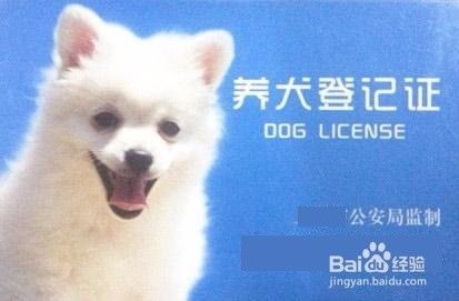 过道养狗怎么处理
