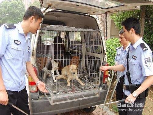 过道养狗怎么处理