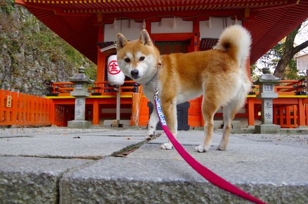 什么猎犬嗅觉追踪能力最好（什么犬嗅觉打猎最厉害的）