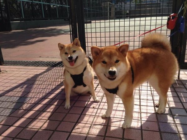 什么猎犬嗅觉追踪能力最好（什么犬嗅觉打猎最厉害的）