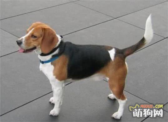 世界上七种嗅觉最出众的狗狗，寻血猎犬位居第一！