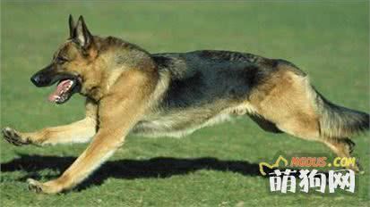 世界上七种嗅觉最出众的狗狗，寻血猎犬位居第一！