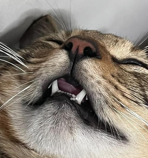 猫咪为何闻到东西会张嘴（探究猫咪嗅觉的奥秘）