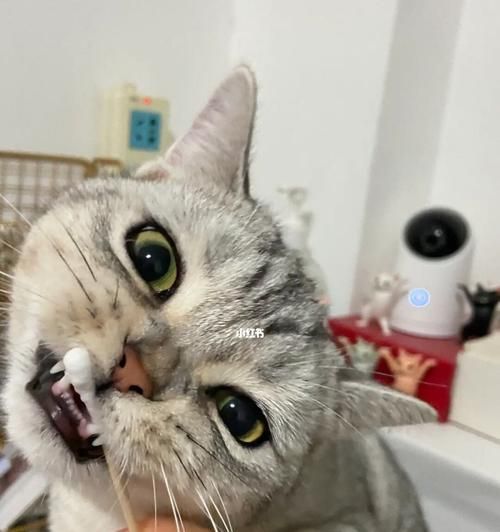 猫咪为何闻到东西会张嘴（探究猫咪嗅觉的奥秘）