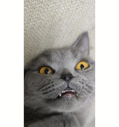 猫咪为何闻到东西会张嘴（探究猫咪嗅觉的奥秘）