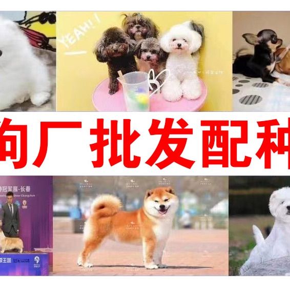店主头像