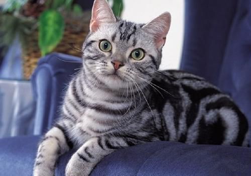 如何治疗猫下泌尿道疾病