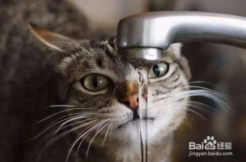 猫咪正确的喝水方法，喝水技巧!
