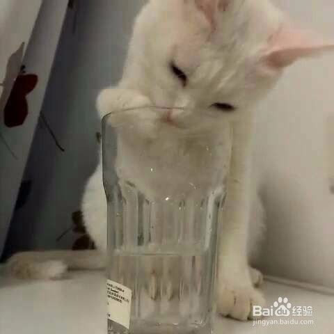猫咪正确的喝水方法，喝水技巧!