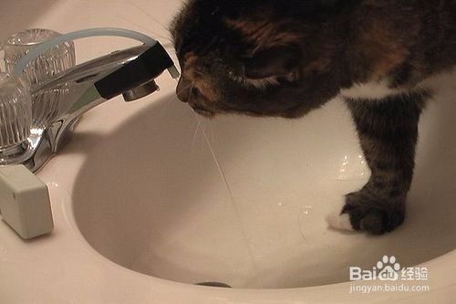 猫咪正确的喝水方法，喝水技巧!