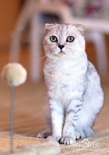 猫咪正确的喝水方法，喝水技巧!