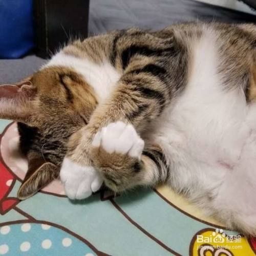 让猫咪快速入睡的技巧